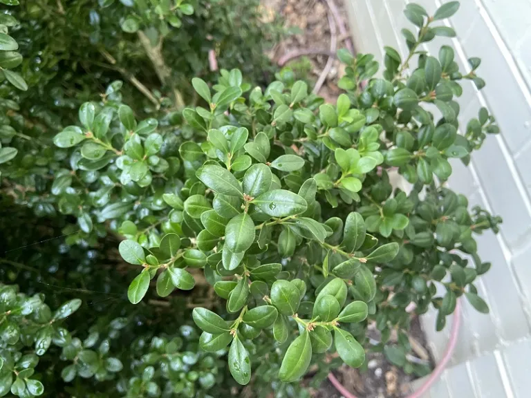 Buxus microphylla 'Bulthouse' (Sprinter®) foliage