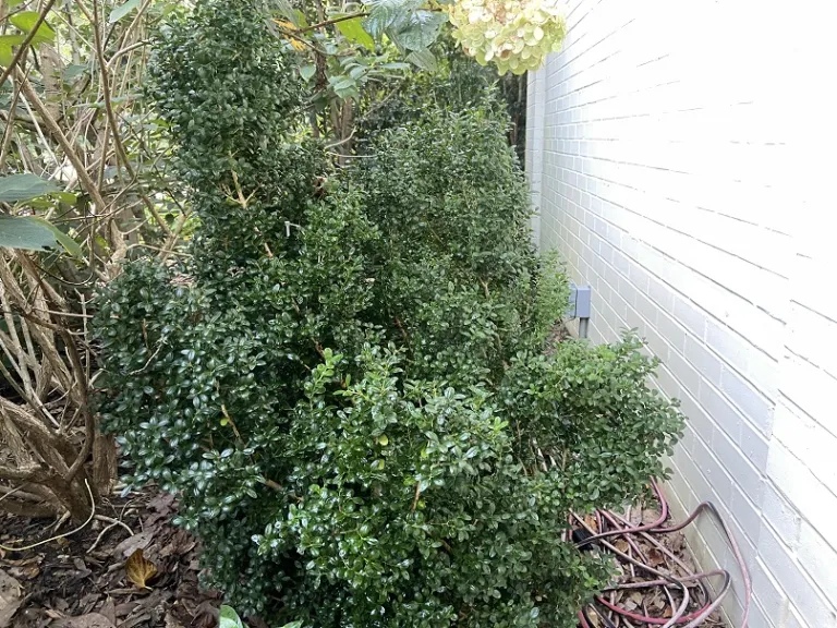 Buxus microphylla 'Bulthouse' (Sprinter®) habit