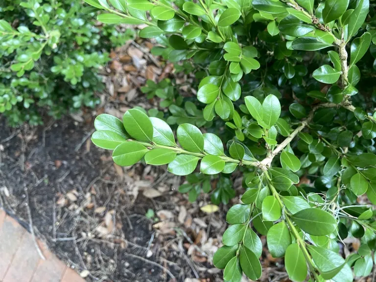 Buxus sinica var. insularis 'Wintergreen' foliage