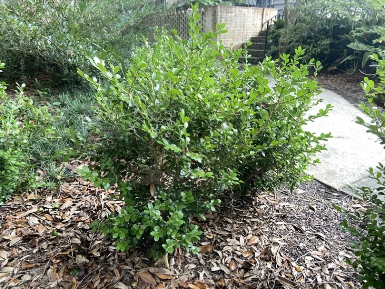 Buxus sinica var. insularis 'Wintergreen' habit