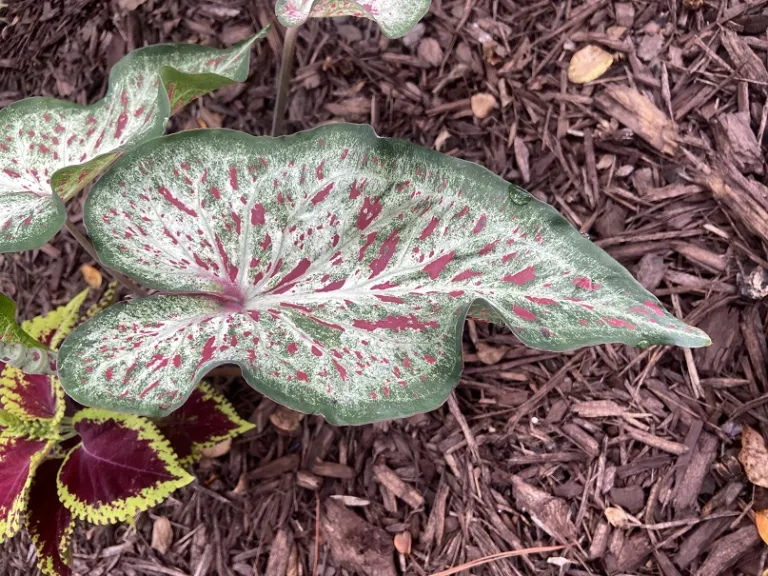 Caladium 'Gingerland' foliage