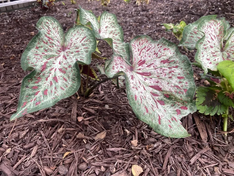 Caladium 'Gingerland' habit
