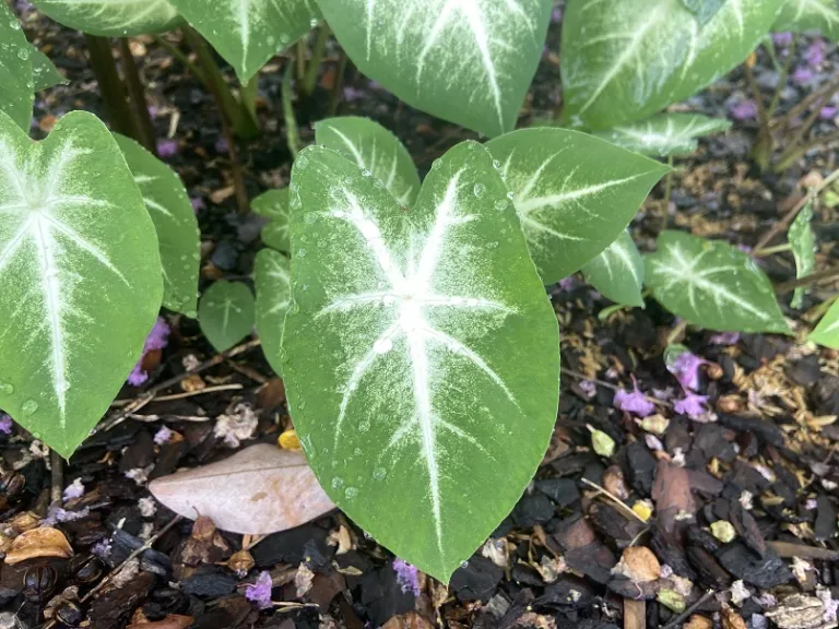 Caladium bicolor 'Aaron' young leaf
