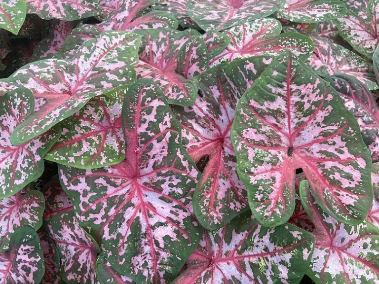 Caladium bicolor 'Carolyn Whorton' foliage