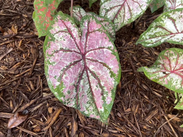 Caladium bicolor 'Celebration' foliage