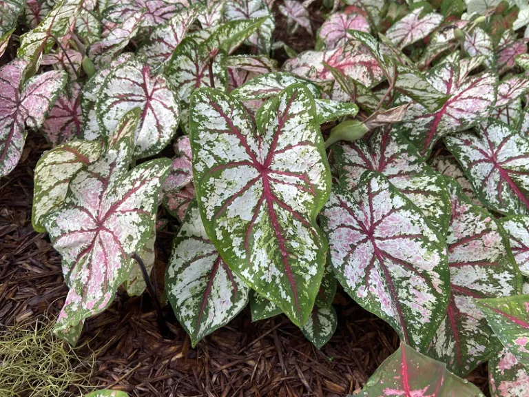 Caladium bicolor 'Celebration' habit