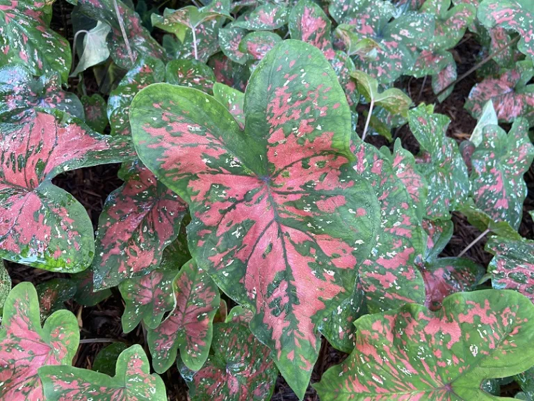 Caladium bicolor 'Freckles' foliage