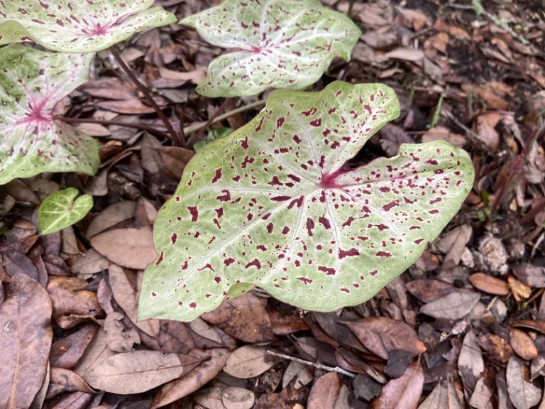 Caladium bicolor 'Miss Muffet' foliage