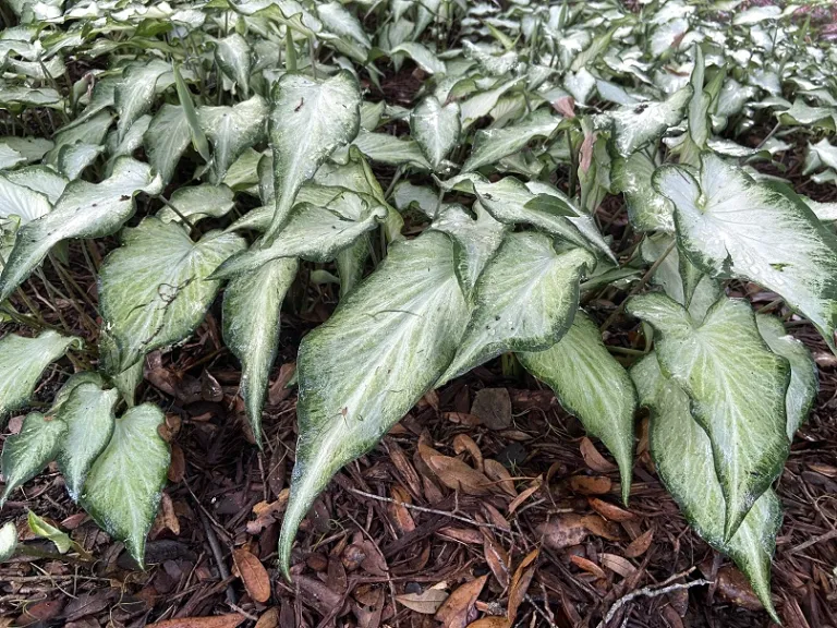 Caladium bicolor 'RS-03-03' (White Pearl) habit