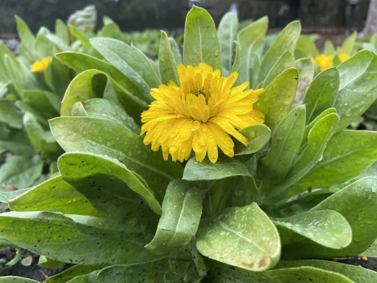 Calendula officinalis 'Bon Bon Yellow' flower