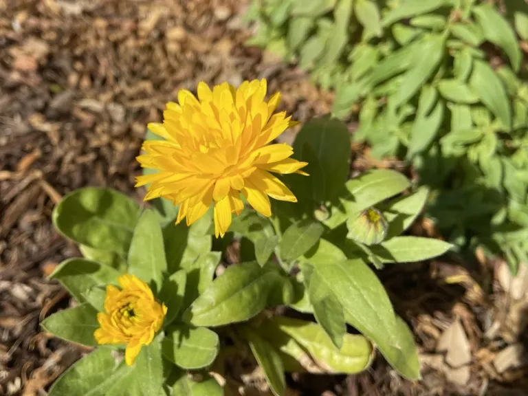 Calendula officinalis (Costa™ Mix) flower