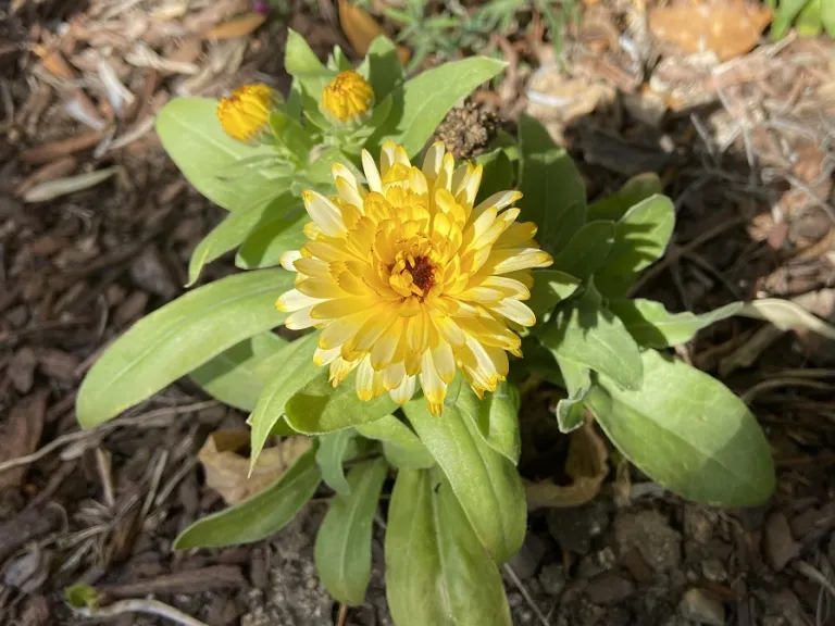 Calendula officinalis (Costa™ Mix) flower