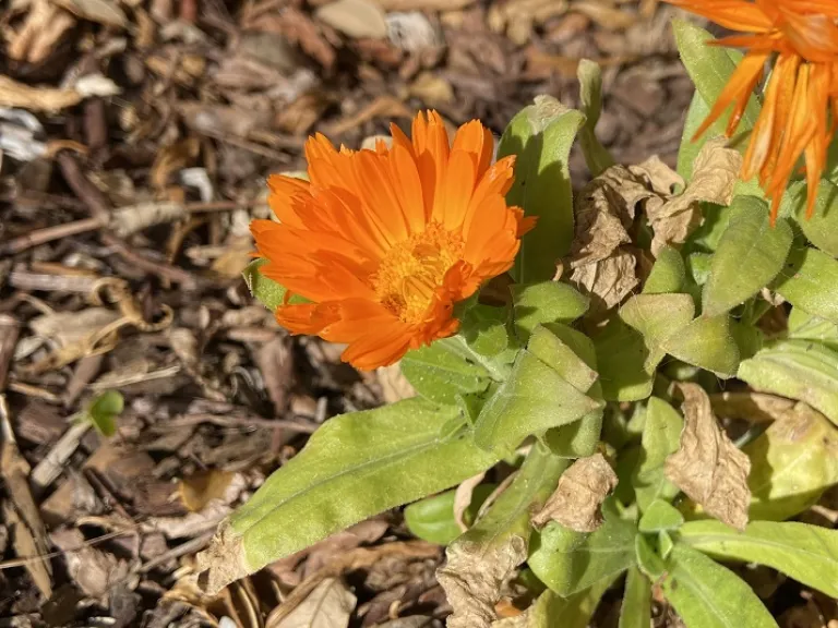 Calendula officinalis (Costa™ Mix) flower