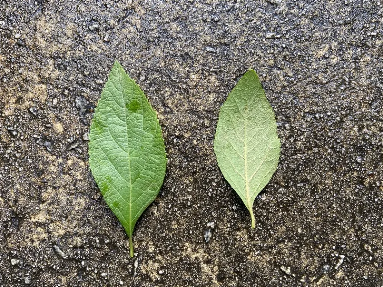 Callicarpa acuminata leaf front and back