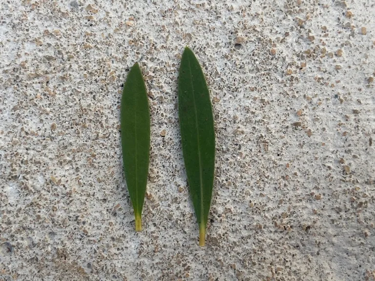 Callistemon 'Little John' leaf front and back