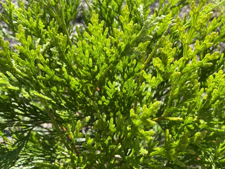 Calocedrus formosana foliage