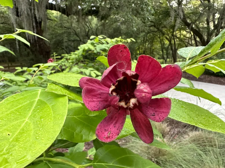 Calycanthus 'SMNCAF' (Simply Scentsational®) flower