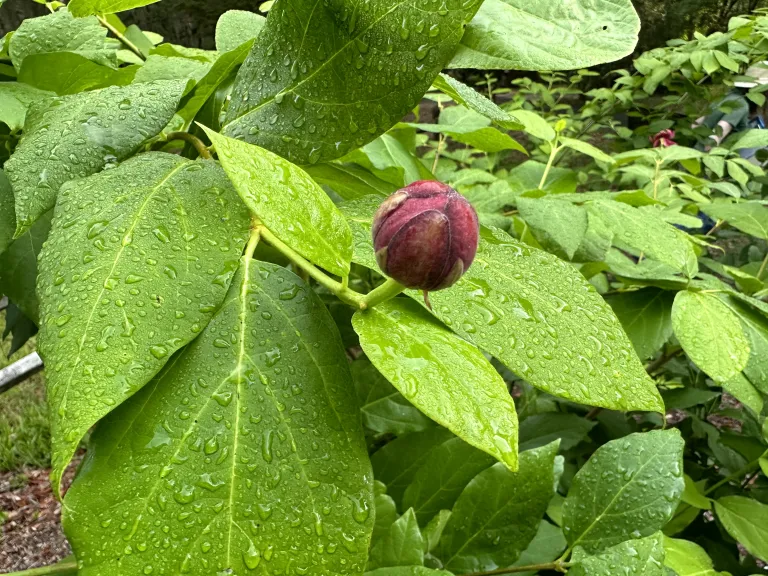 Calycanthus 'SMNCAF' (Simply Scentsational®) flower bud