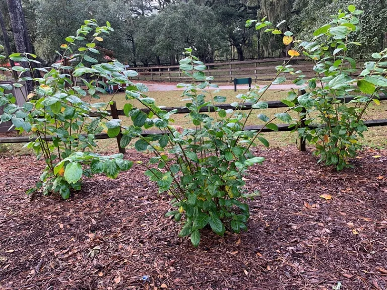 Calycanthus 'SMNCAF' (Simply Scentsational®) habit