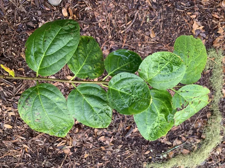 Calycanthus 'SMNCAF' (Simply Scentsational®) foliage