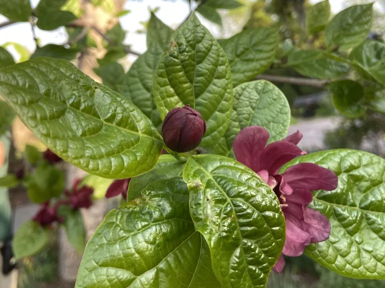 Calycanthus ×raulstonii 'Hartlage Wine' flower bud