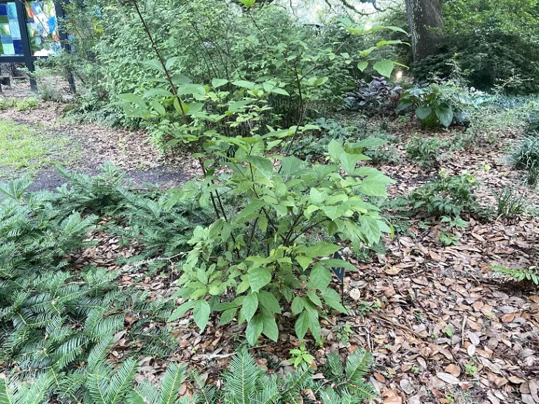 Calycanthus floridus 'Athens' habit