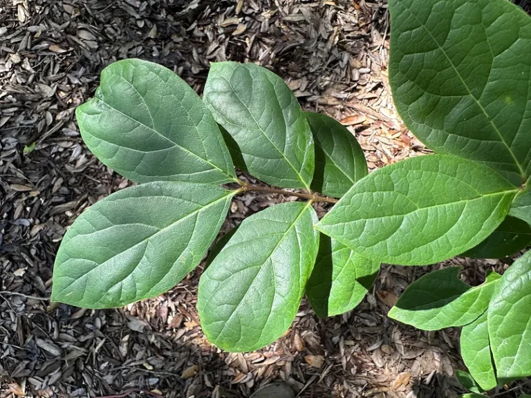Calycanthus floridus 'Michael Lindsey' foliage
