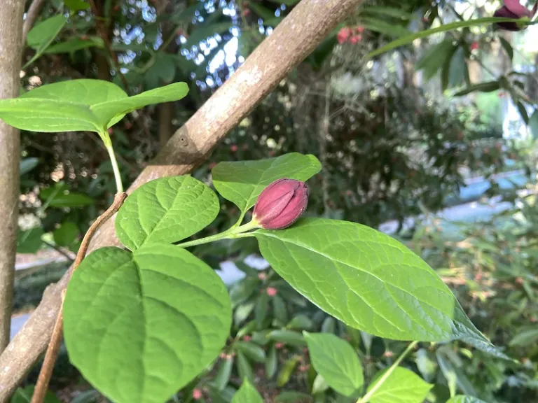 Calycanthus floridus flower bud