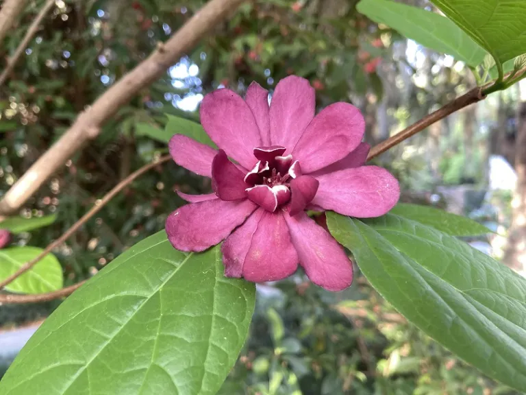 Calycanthus floridus flower