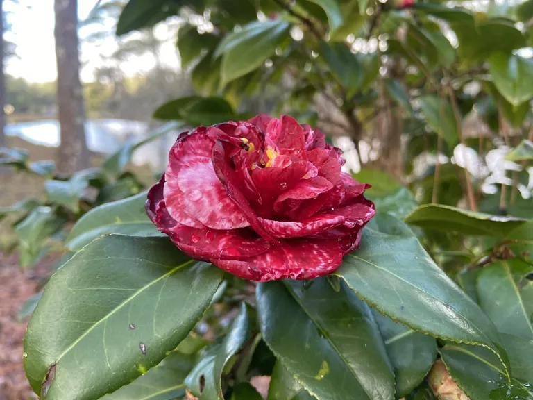 Camellia japonica 'Maroon and Gold Variegated' flower