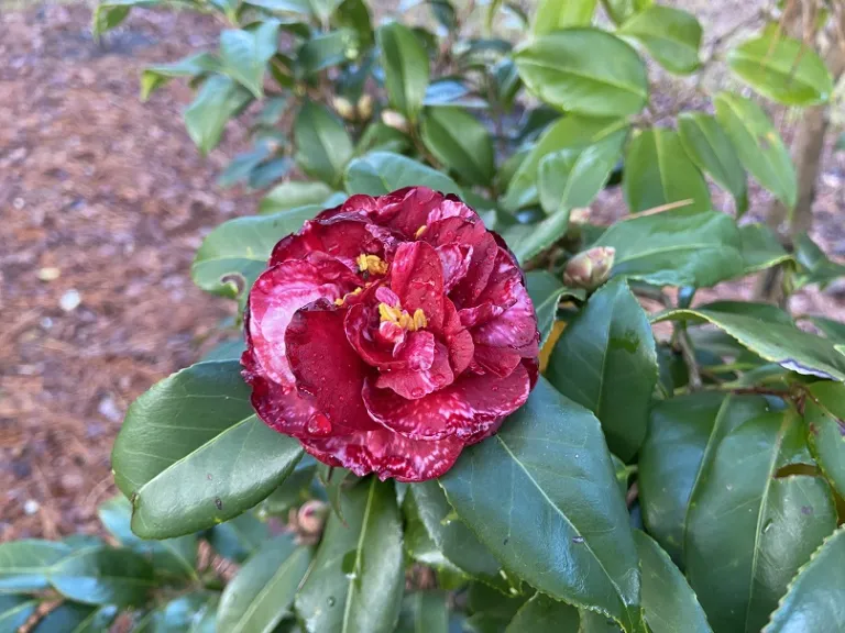 Camellia japonica 'Maroon and Gold Variegated' flower