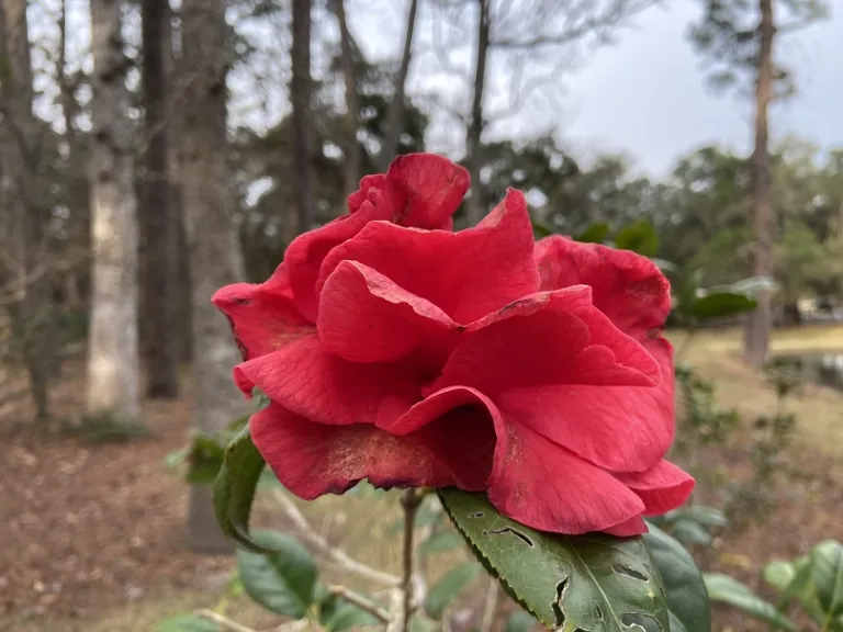 Camellia 'Doctor Clifford Parks' flower