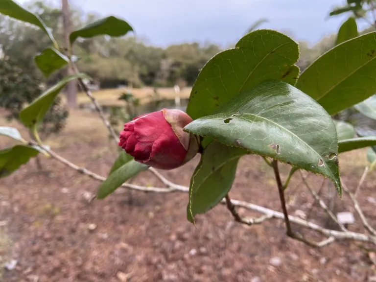 Camellia 'Doctor Clifford Parks' flower bud