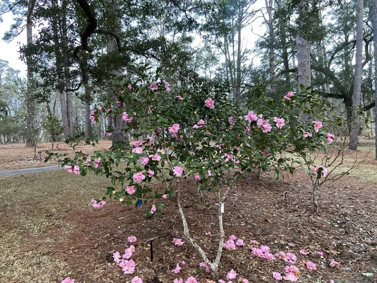 Camellia 'El Dorado' flowering habit
