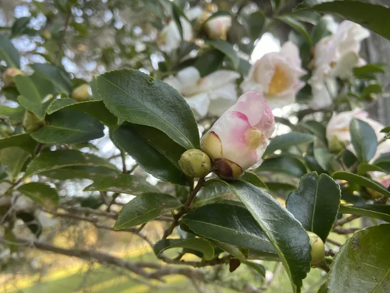 Camellia × 'Sweet October' flower bud