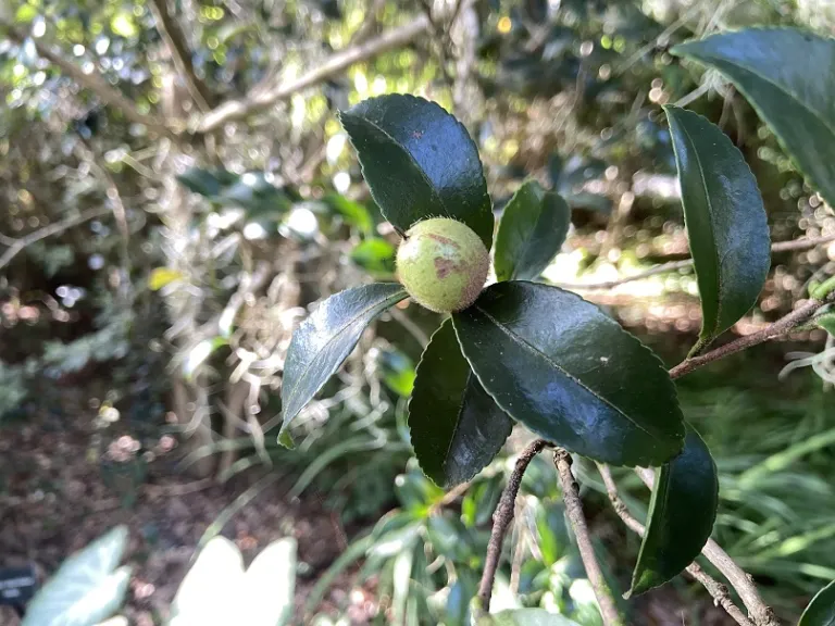Camellia × 'Sweet October' fruit