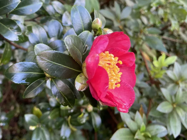 Camellia ×vernalis 'Yuletide' flower