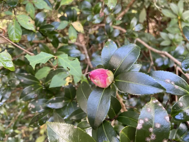 Camellia ×vernalis 'Yuletide' flower bud