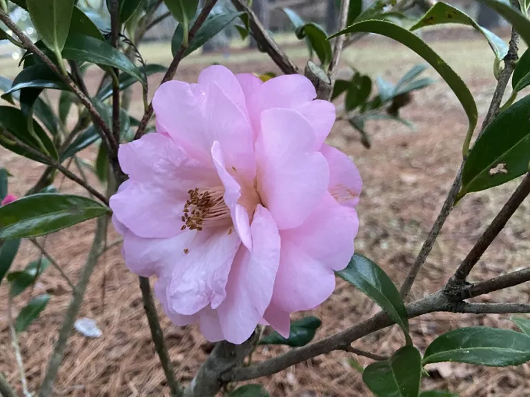 Camellia × williamsii 'Taylor's Perfection' flower