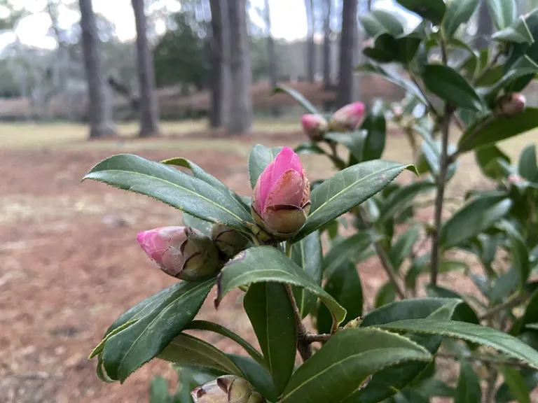 Camellia × williamsii 'Taylor's Perfection' flower bud