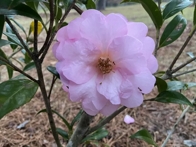 Camellia ×williamsii 'Taylor's Perfection' flower