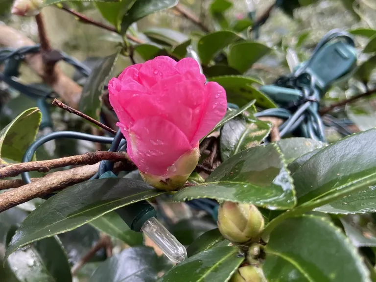 Camellia hiemalis 'Kanjiro' flower opening