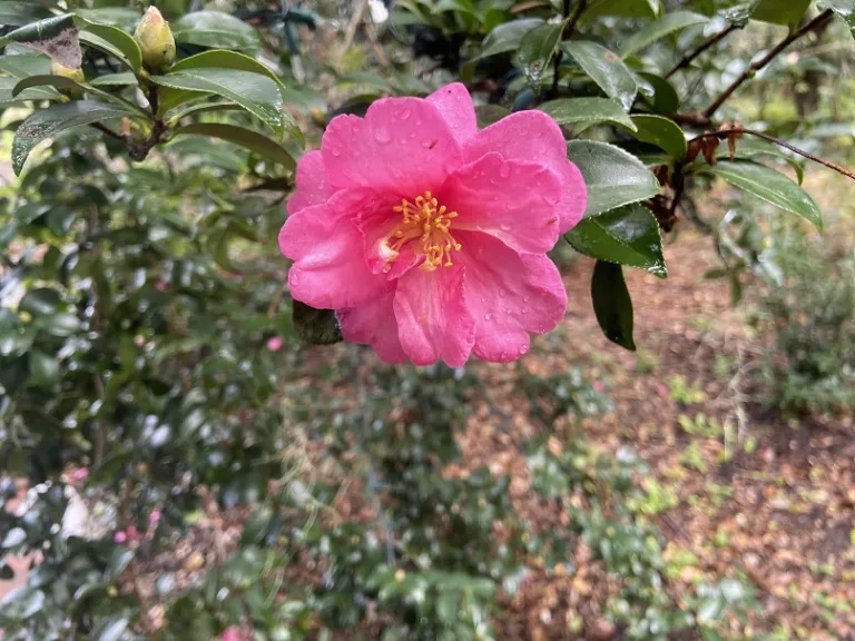 Camellia hiemalis 'Kanjiro' flower