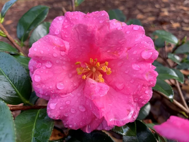 Camellia hiemalis 'Shishi-Gashira' flower