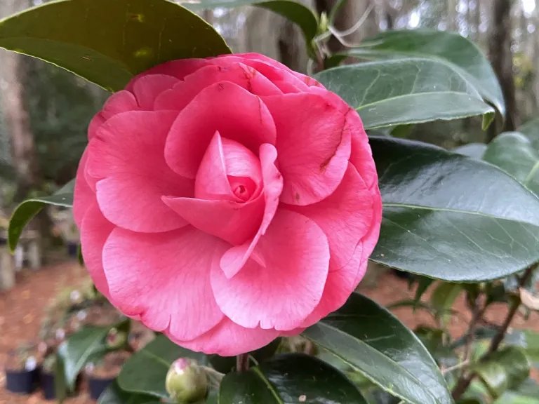 Camellia japonica 'Allie Gordy' flower
