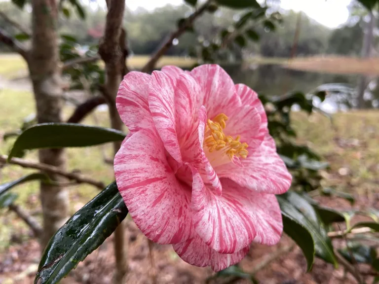 Camellia japonica 'Anita' flower