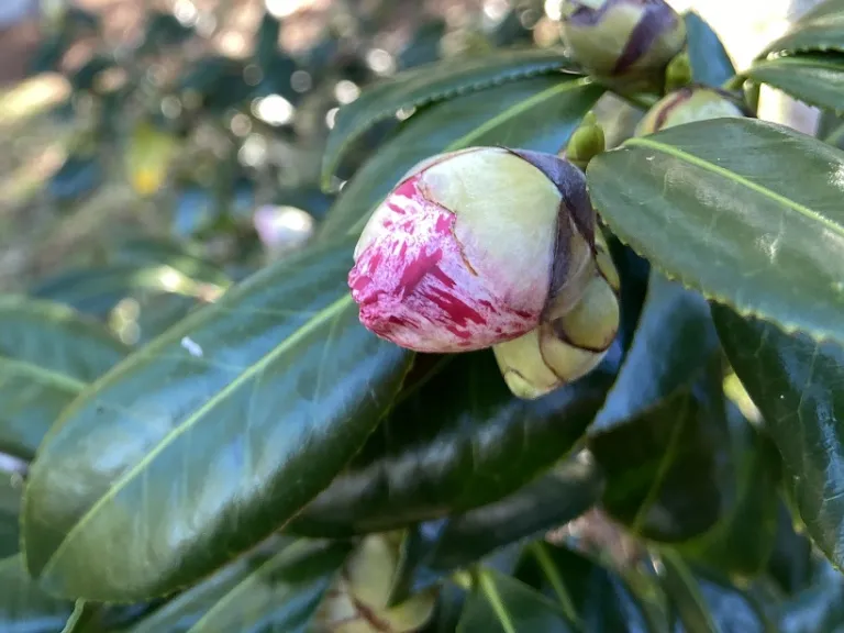 Camellia japonica 'Anita' flower bud