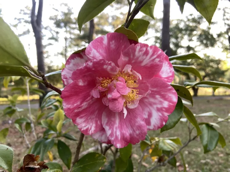Camellia japonica 'Ann Blair Brown Variegated' flower