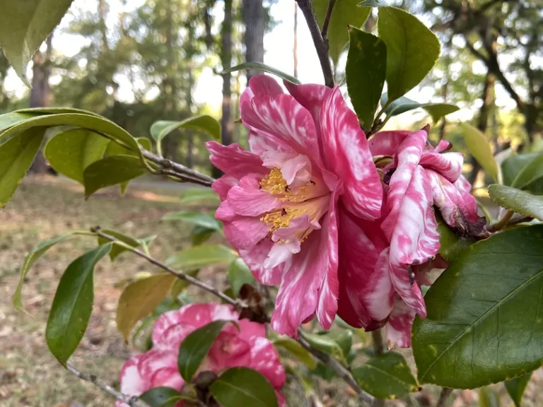 Camellia japonica 'Ann Blair Brown Variegated' flower
