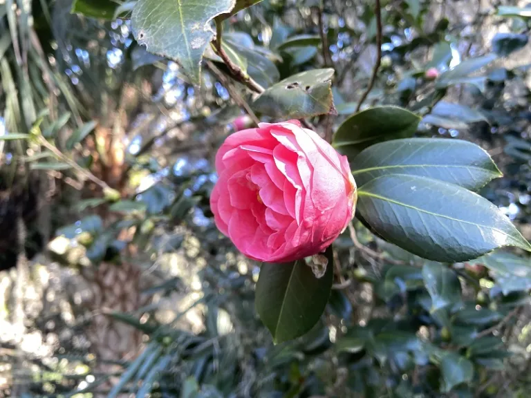 Camellia japonica 'Barbara Colbert' early flower
